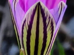Romulea rosea dark-lined outsides of outer tepals